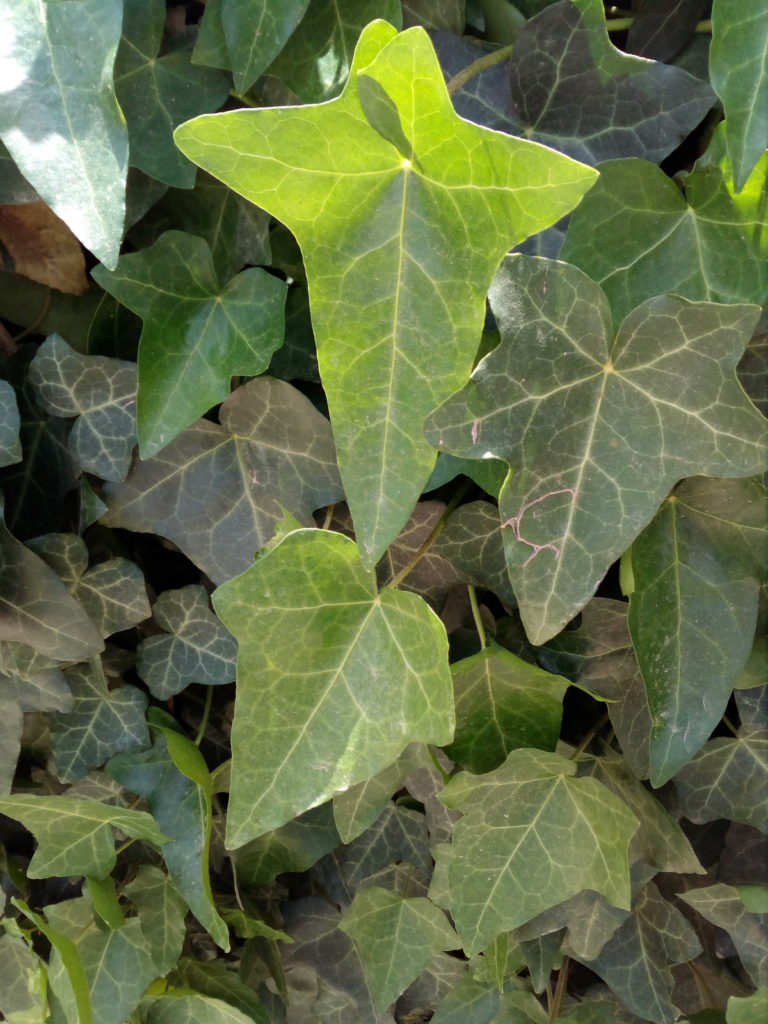 Common Ivy - air purifying indoor plants in India