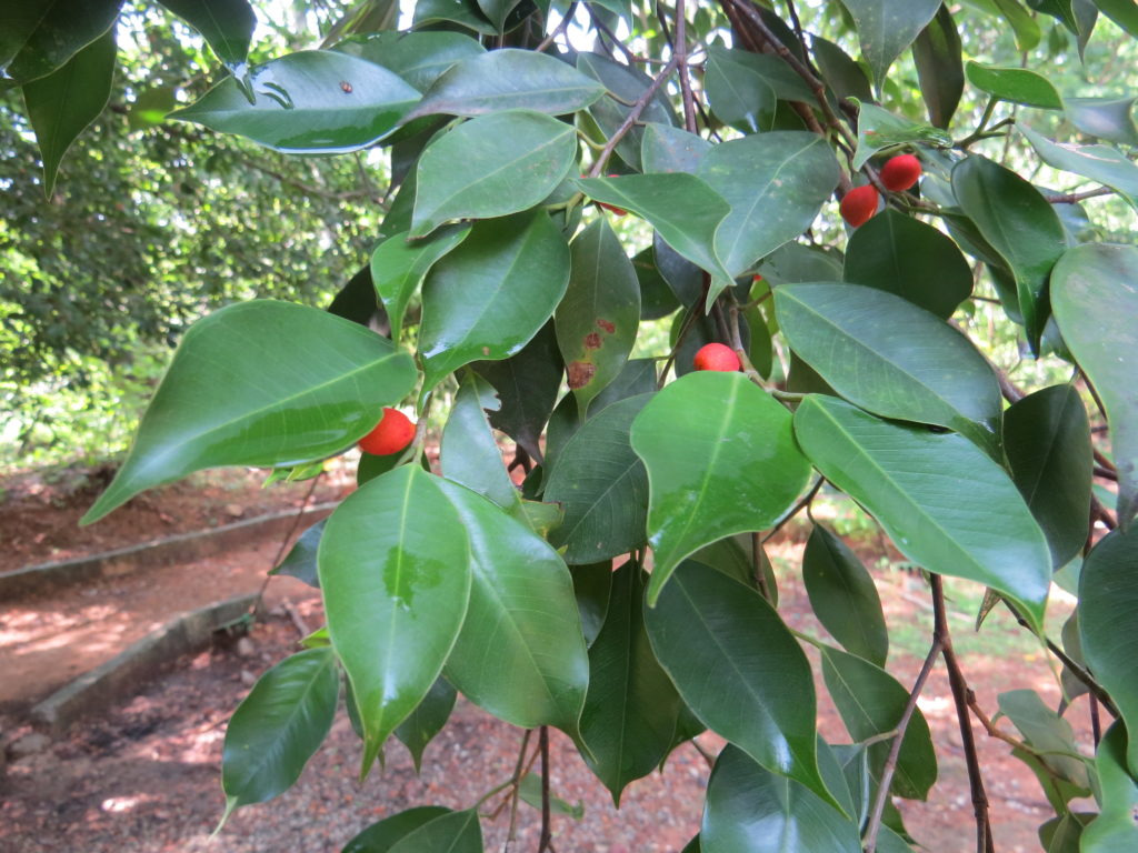 Weeping Fig Plant - air purifying indoor plants in India