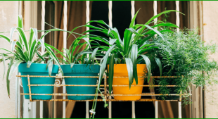 air purifying indoor plants in India