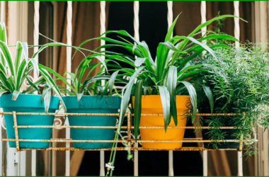 air purifying indoor plants in India