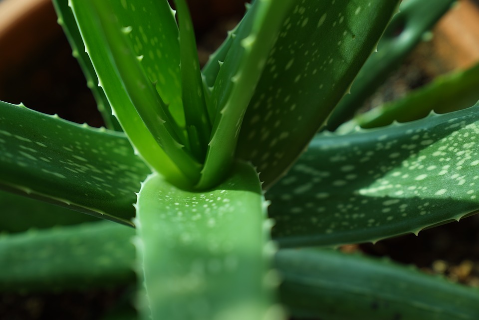 Aloe Vera - air purifying indoor plants in India