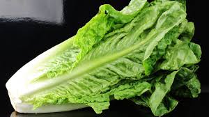 Healthy Vegetable- Romaine Lettuce