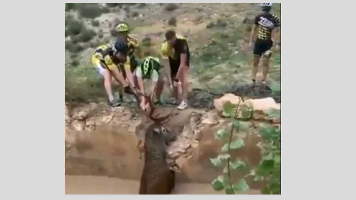 Cyclists Rescue An Antelope