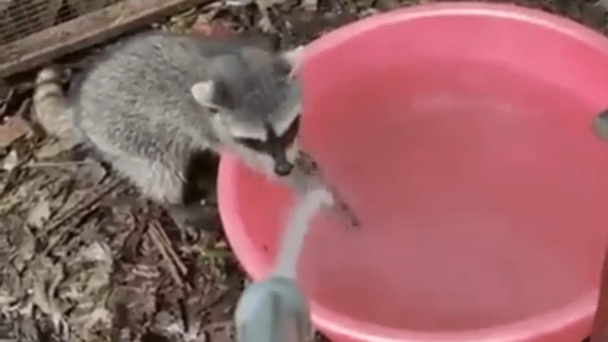 Watch Video Of Raccoon Washing Hands With Soap And Water