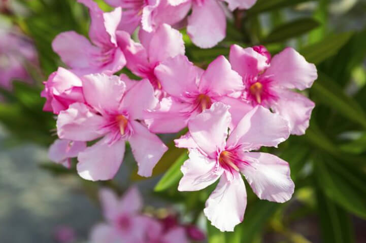 Oleander- most dangerous plants in the world