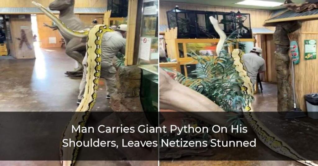 Man Carries Giant Python On His Shoulders, Leaves Netizens Stunned
